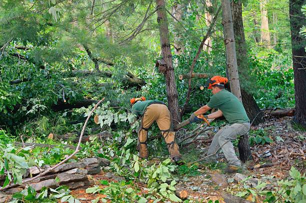 Large Tree Removal